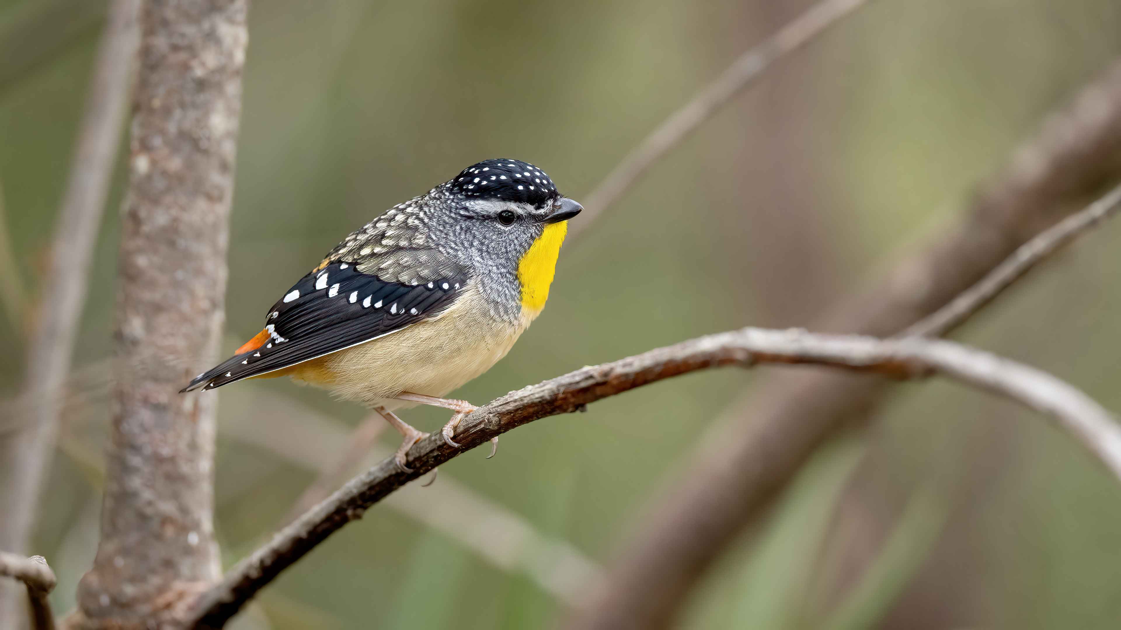 Spotted Pardalote